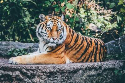 Американские полицейские нашли пропавшего тигра - aif.ru - штат Техас