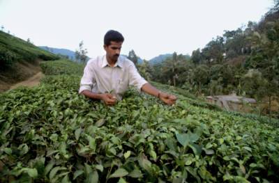 Производители в Индии предупредили о росте цен на чай из-за COVID-19 - govoritmoskva.ru