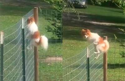 «Я свободен!»: дерзкий побег пса из вольера рассмешил соцсети - ont.by