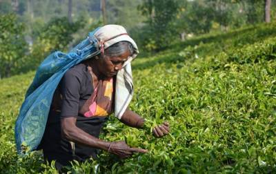 Индия - Эксперты считают, что цены на индийский чай могут вырасти - korrespondent.net