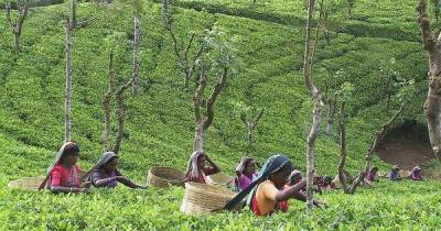 Индия - Мировой рынок чая на грани кризиса из-за засухи и COVID-19 - dsnews.ua