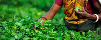 Индийский чай может подорожать из-за коронавируса и засухи - runews24.ru