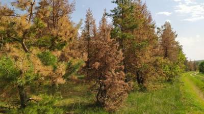 Жители воронежского райцентра сообщили об экологическом бедствии в сосновом бору - vestivrn.ru - Краснодар