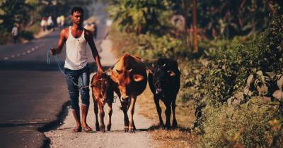 Индия - Индийские политики призвали лечить коронавирус мочой коров - ren.tv