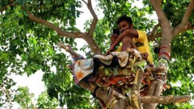 Индийский студент 11 дней провел на дереве во время самоизоляции - vesti.ru - India - Хайдарабад