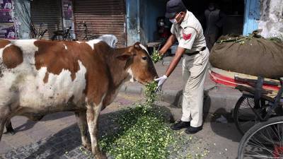 Индийский политик призвала лечить COVID-19 коровьей мочой - iz.ru - Израиль