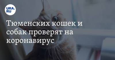 Тюменских кошек и собак проверят на коронавирус - ura.news - Тюменская обл. - Тюмень - Пресс-Служба