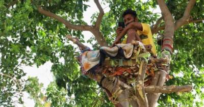 Самоизоляция на дереве: в Индии студент 11 дней жил в гнезде около дома - prm.ua