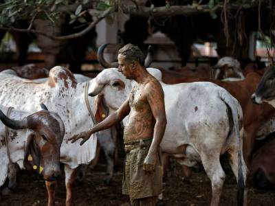 Индия - Депутаты рекомендуют пить коровью мочу, чтобы защитить себя от ковида в Индии - bloknot.ru