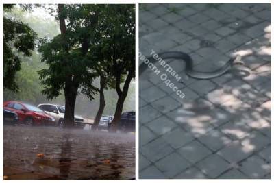 После дождя в Одессе повылазили змеи, кадры: "много возле моря и в центре города" - politeka.net - Одесса - Одесская обл.
