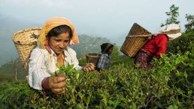 Елизавета Тихонова - Индия - Агроном раскрыл последствия роста цен на черный индийский чай для РФ - newinform.com - Россия