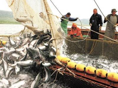 Экспорт российской рыбы рухнул на 35% - argumenti.ru - Китай - Приморье край