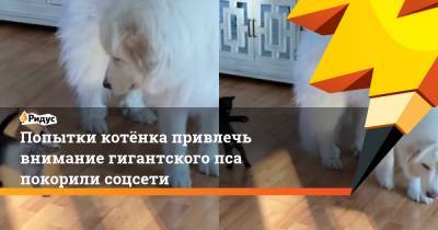 Попытки котёнка привлечь внимание гигантского пса покорили соцсети - ridus.ru