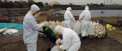 В двух областях Китая выявили очаги птичьего гриппа H5N8 - runews24.ru - Китай