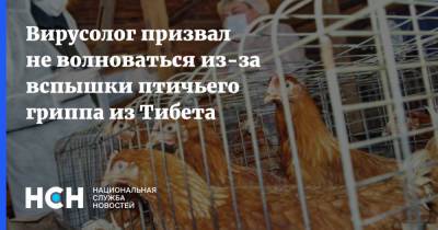 Владислав Жемчугов - Вирусолог призвал не волноваться из-за вспышки птичьего гриппа из Тибета - nsn.fm