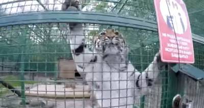 В Украине хотят закрыть зоопарки, проект закона уже в Раде - ukrainianwall.com