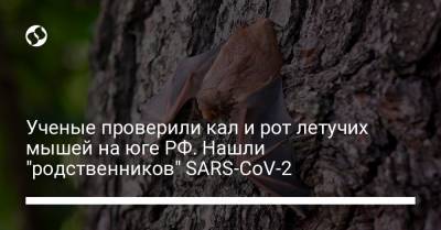 Ученые проверили кал и рот летучих мышей на юге РФ. Нашли "родственников" SARS-CoV-2 - liga.net - Россия