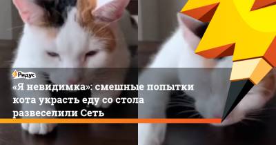 «Яневидимка»: смешные попытки кота украсть еду состола развеселили Сеть - ridus.ru