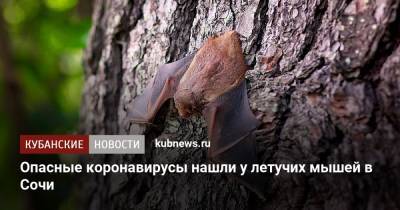 Опасные коронавирусы нашли у летучих мышей в Сочи - kubnews.ru - Краснодарский край - Сочи - Адлер