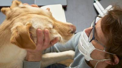 Ученые выявили новый коронавирус, которым собаки заражают человека — СМИ - sharij.net - Малайзия