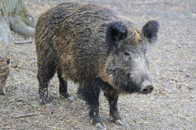 Из-за чумы свиней карантин введут на нескольких территориях Ростовской области - privet-rostov.ru - Ростовская обл.