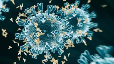 Как мутации коронавируса позволяют ему сбежать от иммунитета - vesti.ru