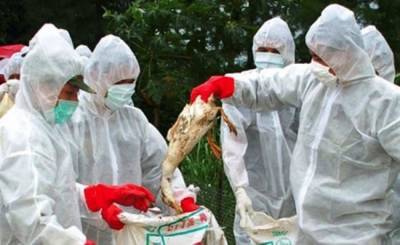 Очередная вспышка птичьего гриппа в Китае грозит миру новой пандемией - eadaily.com - Китай