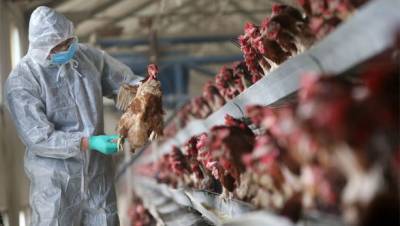 Джордж Гао - Китайские ученые предупреждают, что птичий грипп может вызвать еще одну пандемию - unn.com.ua - Китай - Киев - Южная Корея