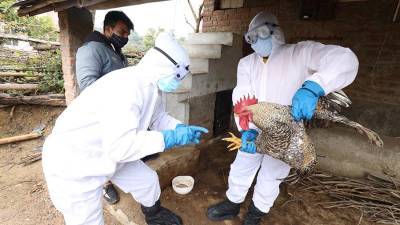 Ученый оценил вероятность начала пандемии птичьего гриппа - iz.ru - Израиль