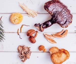 Секреты лечения грибами: как «работают» целебные грибы - goodnews.ua