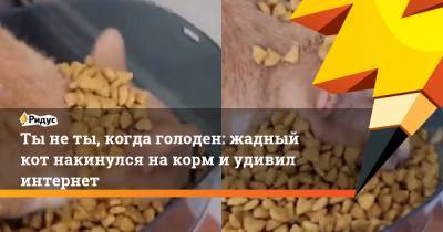Ты не ты, когда голоден: жадный кот накинулся на корм и удивил интернет - ridus.ru
