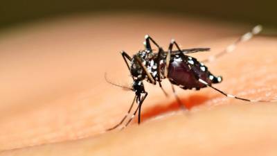 Атака комаров в Краснодарском крае: можно ли заразиться СПИДом через укус? - 5-tv.ru - Краснодарский край