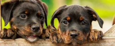 В Великобритании собак научили обнаруживать коронавирус - runews24.ru - Англия - Ufa