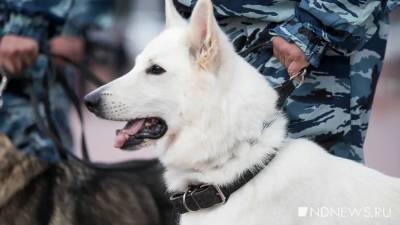 Собаки эффективнее обнаруживают коронавирус, чем экспресс-тесты - newdaynews.ru - Лондон