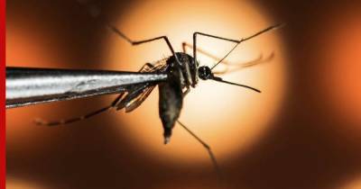Какие опасные инфекции переносят комары, предупредили россиян - profile.ru - Россия