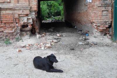 На дороге к храму саратовцев встречают черные псы и крысы - saratov.mk.ru