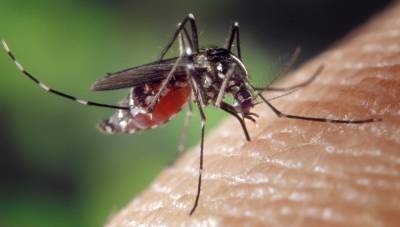 Роспотребнадзор рассказал, чем опасны комары - afanasy.biz - Россия