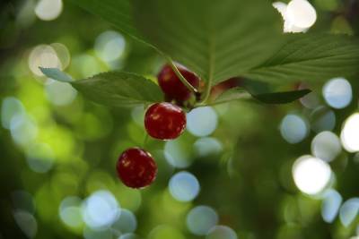 Пуховая ягода: какими полезными свойствами обладает войлочная вишня - volg.mk.ru - Китай - Монголия