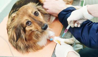 Юлия Мелано - Владельцы кошек и собак смогут сделать своим питомцам прививку против COVID-19 - newizv.ru - Россия