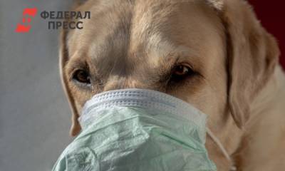 Юлия Мелано - В России начали вакцинировать домашних животных: цена - fedpress.ru - Россия - Москва