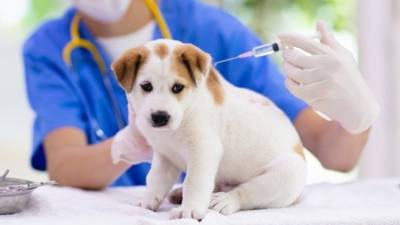 В регионах РФ стартовала вакцинация животных от COVID-19 - 5-tv.ru - Россия