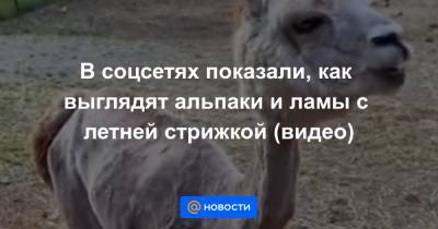 В соцсетях показали, как выглядят альпаки и ламы с летней стрижкой (видео) - news.mail.ru