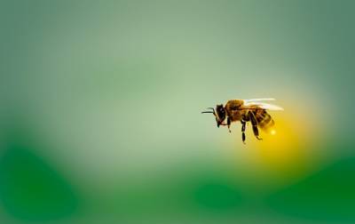Обнаружена способность пчел очищать воздух от микропластика - korrespondent.net - Дания