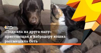 «Подняла надруга лапу»: пристающая клабрадору кошка рассмешила Сеть - ridus.ru