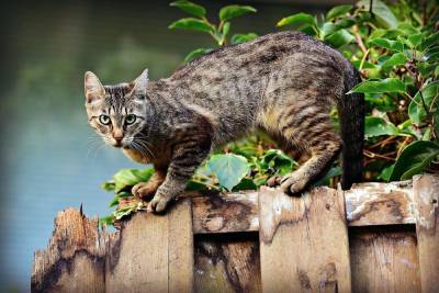 В КНДР уничтожат кошек и голубей из-за коронавируса - mk.ru - Кндр - Хесан - район Китаем