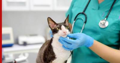 Самые распространенные болезни кошек назвал ветеринар - profile.ru