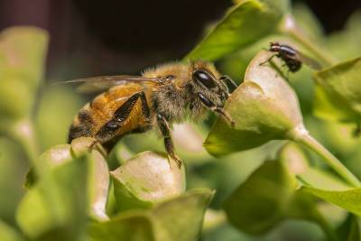 Пчелы способны очищать воздух от частиц микропластика и мира - cursorinfo.co.il