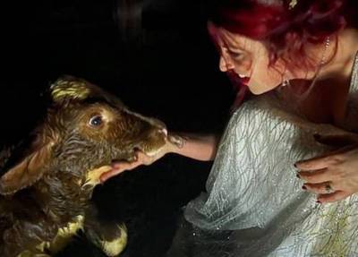 «Ждала чего-то подобного»: невеста приняла роды у коровы на собственной свадьбе - province.ru