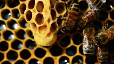 Биологи выяснили, что у зараженных пчел повышен феромон тревоги - newinform.com