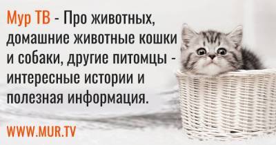 Россияне рассказали о желании ходить на работу с кошками и собаками - skuke.net
